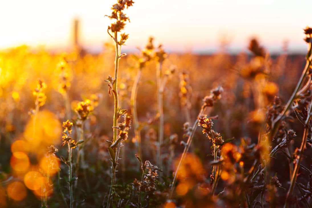 Flower field