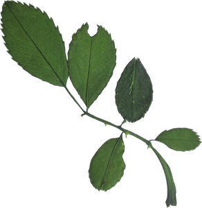 Dried and Pressed Leaves