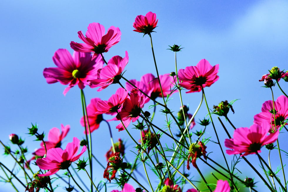 Cosmea Flower Blooming